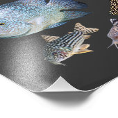 Freshwater Tropical fish Fotodruck (Ecke)
