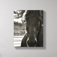 Fresian Horse Foto Canvas Print