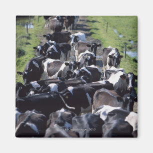 Fresian Milchkühe, das Melken erwartend, Co Laois Magnet