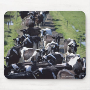Fresian Milchkühe, das Melken erwartend, Co Laois, Mousepad