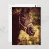 Fresisches Pferd Postkarte (Vorne/Hinten)