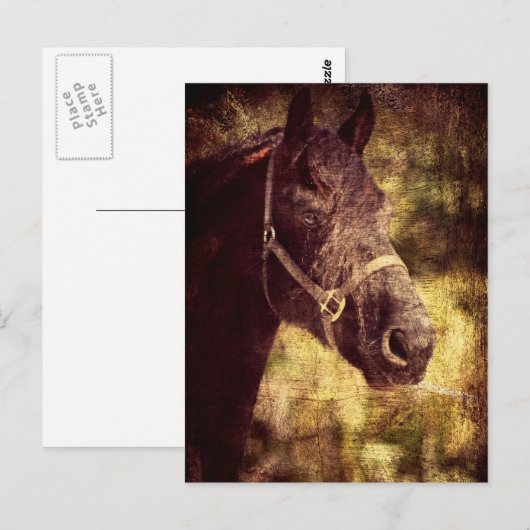 Fresisches Pferd Postkarte (Vorne/Hinten)