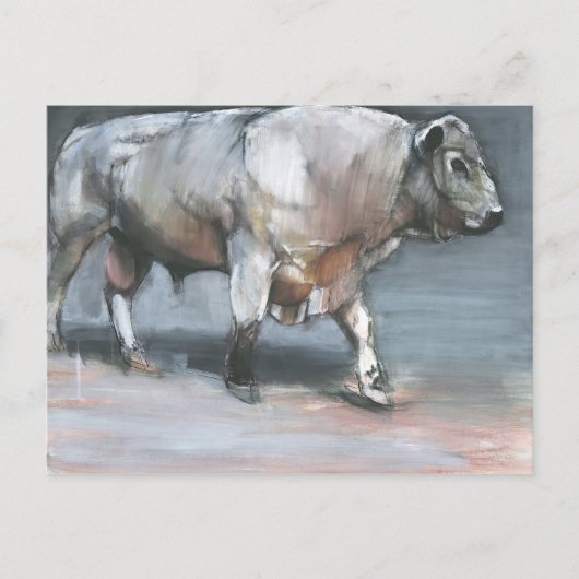 Fresno Galloway Bull Postkarte (Vorderseite)