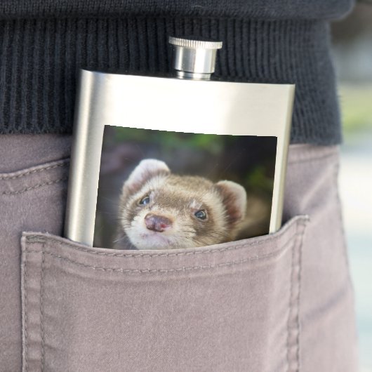 Frettchen Flachmann (Beispiel)