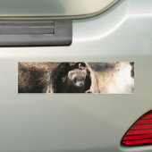 Frettchen-Gesicht Autoaufkleber (Auf Auto)