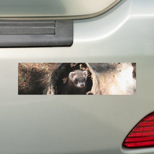 Frettchen-Gesicht Autoaufkleber (Auf Auto)