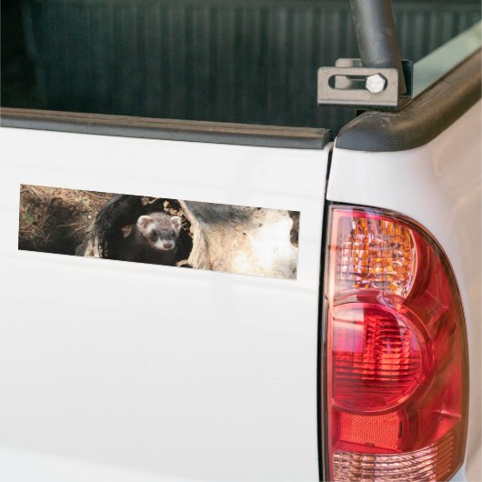 Frettchen-Gesicht Autoaufkleber (Auf Lkw)