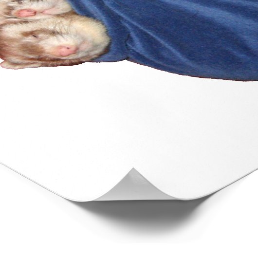 Frettchen in einem Schlafsack-Poster Poster (Ecke)