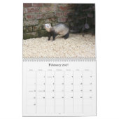 Frettchen-Kalender 2011 Kalender (Feb 2027)
