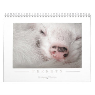 Frettchen-Kalender - 2. Ausgabe Kalender