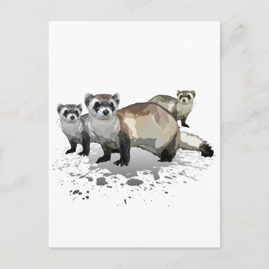 Frettchen Postkarte (Vorderseite)