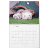 Frettchen-Wandkalender Kalender (Mär 2027)