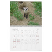 Frettchen-Wandkalender Kalender (Feb 2027)