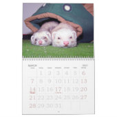Frettchen-Wandkalender Kalender (Mär 2027)