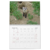 Frettchen-Wandkalender Kalender (Feb 2026)