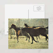 Freudenpferde Postkarte (Vorne/Hinten)