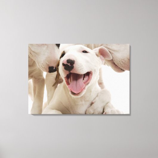 Freudful Bull Terrier Leinwanddruck (Vorderseite)