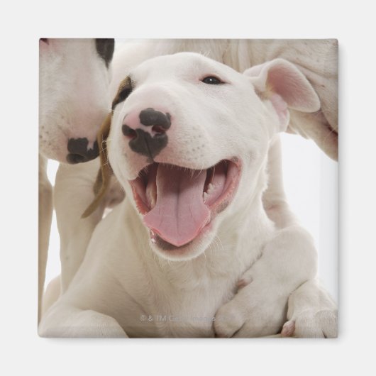 Freudful Bull Terrier Magnet (Vorne)