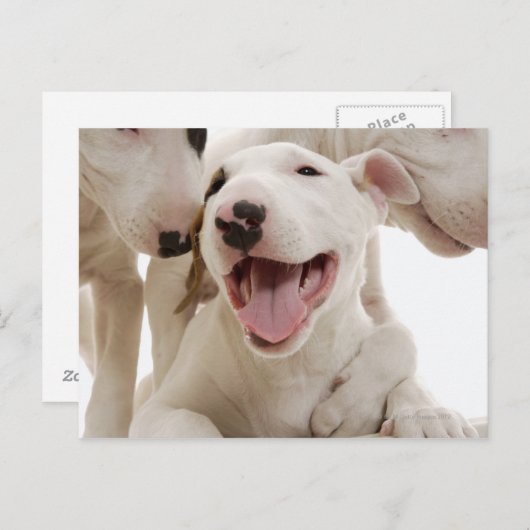 Freudful Bull Terrier Postkarte (Vorne/Hinten)