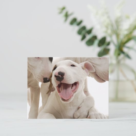 Freudful Bull Terrier Postkarte (Stehend Vorderseite)