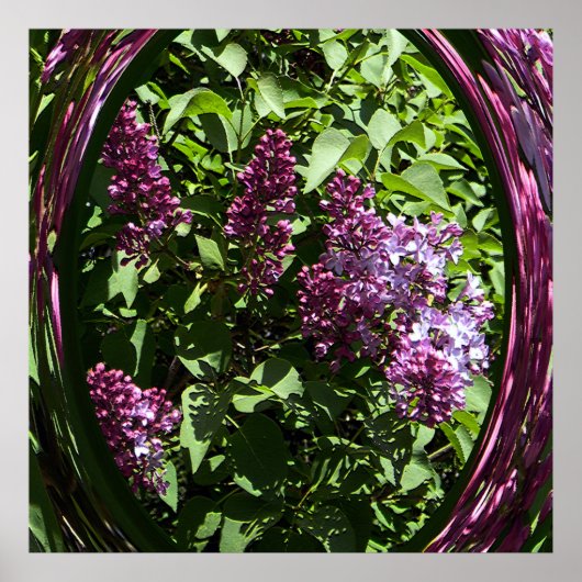 Freuen Sie sich auf Lilacs...... Poster (Vorne)