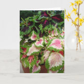 Freund/Denken an Sie, Buntlippe mit Rosa Karte (Gelbe Blume)