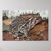 Freund oder Frosch Poster (Vorne)