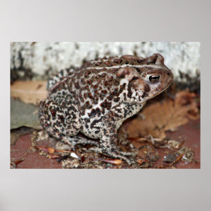 Freund oder Frosch Poster