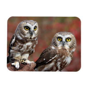 Freunde Magnet