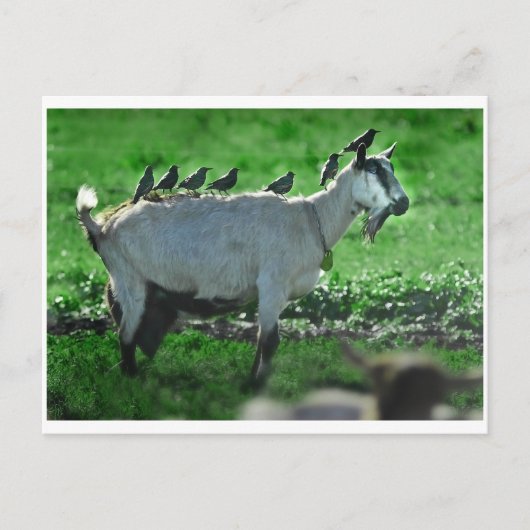 Freunde Postkarte (Vorderseite)