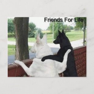 Freunde Postkarte