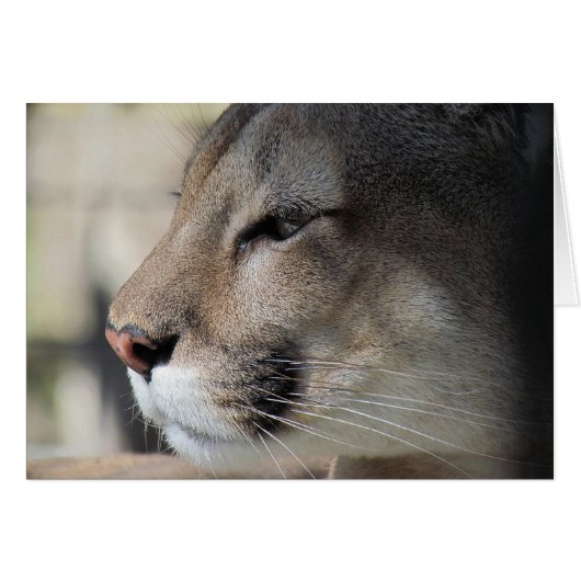 Freunde so toll wie Sie - Cougar Card (Vorderseite (Horizontal))