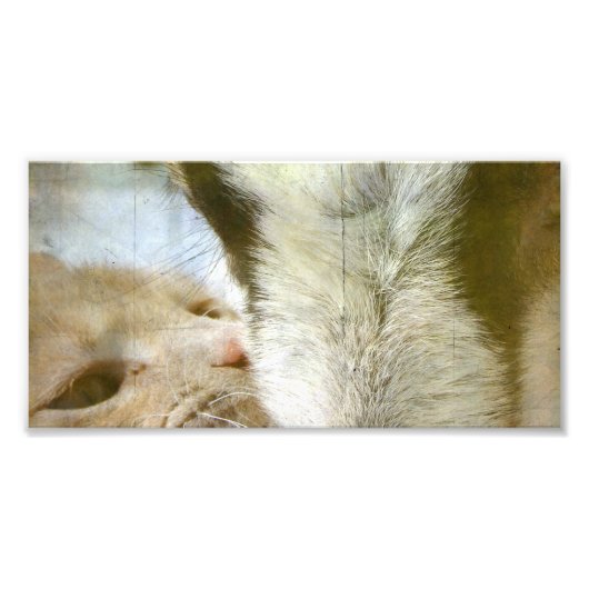 Freunde von Kitty und Goat Fotodruck (Vorne)