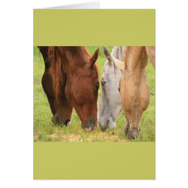 Freunde von Pferden (Vorne)