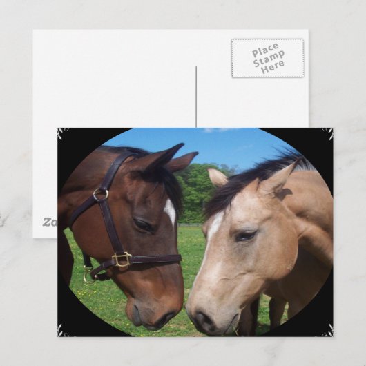 Freunde von Pferden Postkarte (Vorne/Hinten)