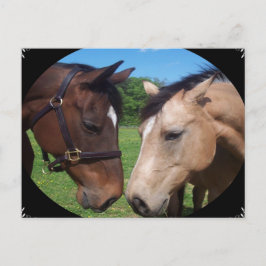 Freunde von Pferden Postkarte