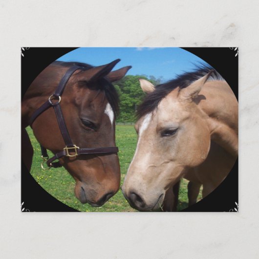 Freunde von Pferden Postkarte (Vorderseite)
