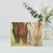 Freunde von Pferden Postkarte (Stehend Vorderseite)