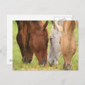 Freunde von Pferden Postkarte (Vorne/Hinten)