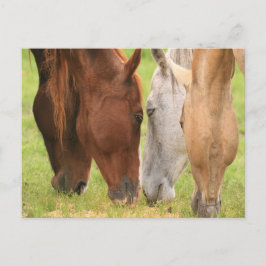 Freunde von Pferden Postkarte