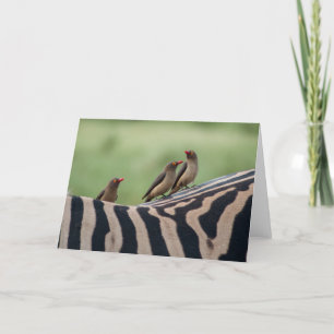 Freunde: Zebra und Ox Peckers Card Karte