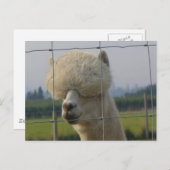 Freundliche Alpakapostkarte Postkarte (Vorne/Hinten)