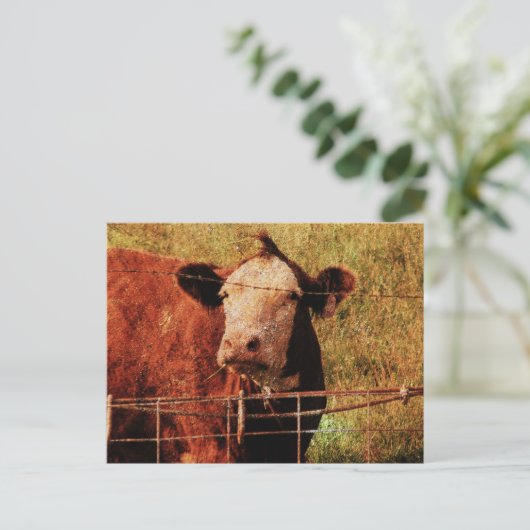 Freundliche Kuh Postkarte (Stehend Vorderseite)