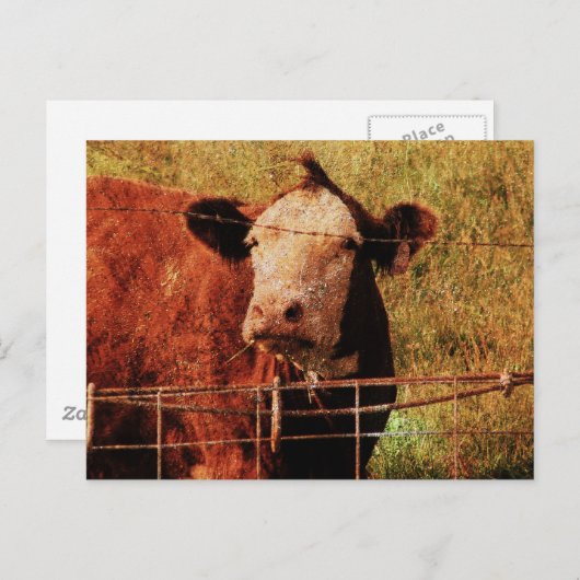 Freundliche Kuh Postkarte (Vorne/Hinten)