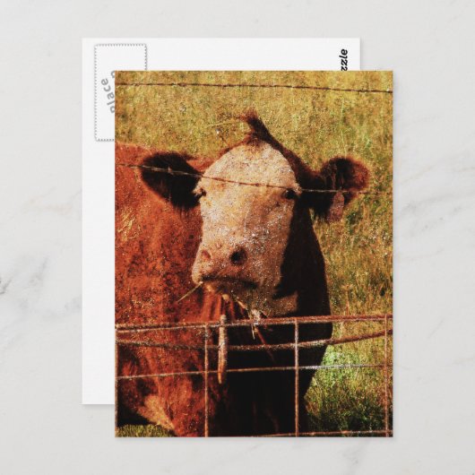 Freundliche Kuh Postkarte (Vorne/Hinten)