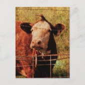 Freundliche Kuh Postkarte (Vorderseite)