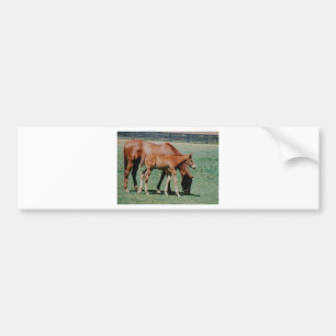 FREUNDLICHE PFERDE AUTOAUFKLEBER