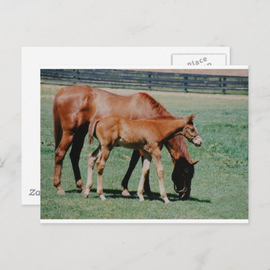 FREUNDLICHE PFERDE POSTKARTE (Vorne/Hinten)