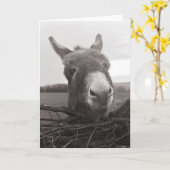 Freundlicher Donkey - Vintages Foto Karte (Gelbe Blume)