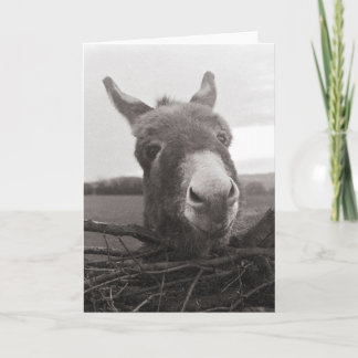 Freundlicher Donkey - Vintages Foto Karte
